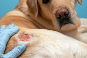 Yeast infections  are a common dog skin infection that can be hard to cure.