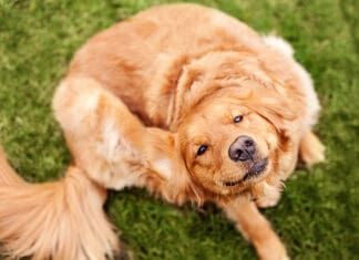 Apoquel for Dogs Quickly Addresses Itchy Skin A golden retriever scratching their ear.