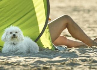 Providing your dog with shade can help avoid heat exhaustion.