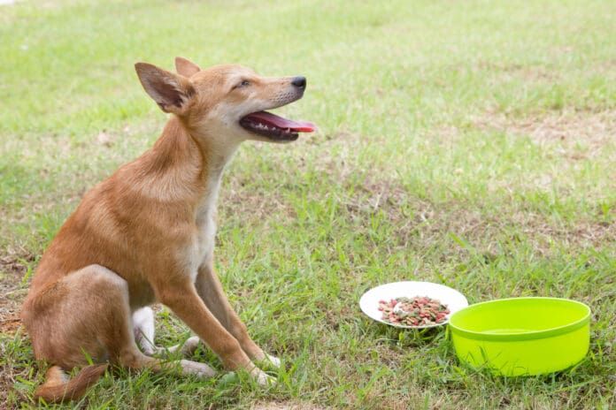 Dogs with sensitive stomachs may become ill after eating food that irritates their digestive tract.