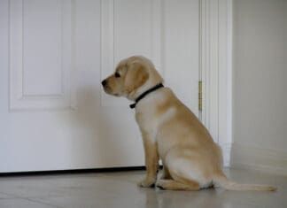 Learning how to recognize your puppies signs is part of house training a puppy.