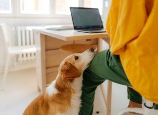 How To Entertain Your Dog at Home Knowing how to entertain your dog at home whether you're working or on a rainy is an important life skill.