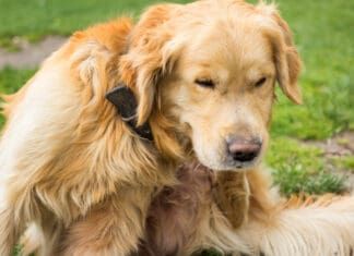 Natural Flea Repellent for Dogs Natural flea repellent can avert many of the issues that occur when your dog has fleas.