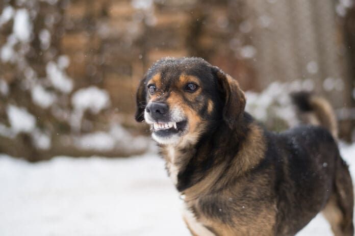 What you do with a dog that bites their owner depends on the dog and what is driving the biting.