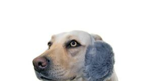 Dog ear muffs protect against more than cold weather. They also