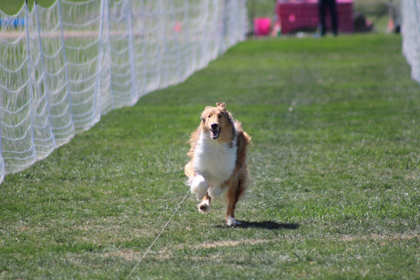 How To Get Started in Fast CAT, the Best Sport for Speedy Dogs - Whole ...