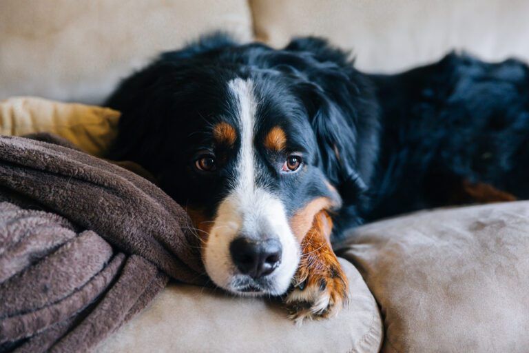 Understanding Canine Dysfunctional Behavior