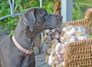 Is Garlic Good for Dogs? Garlic can be bad for dogs in high doses, or concentrations.
