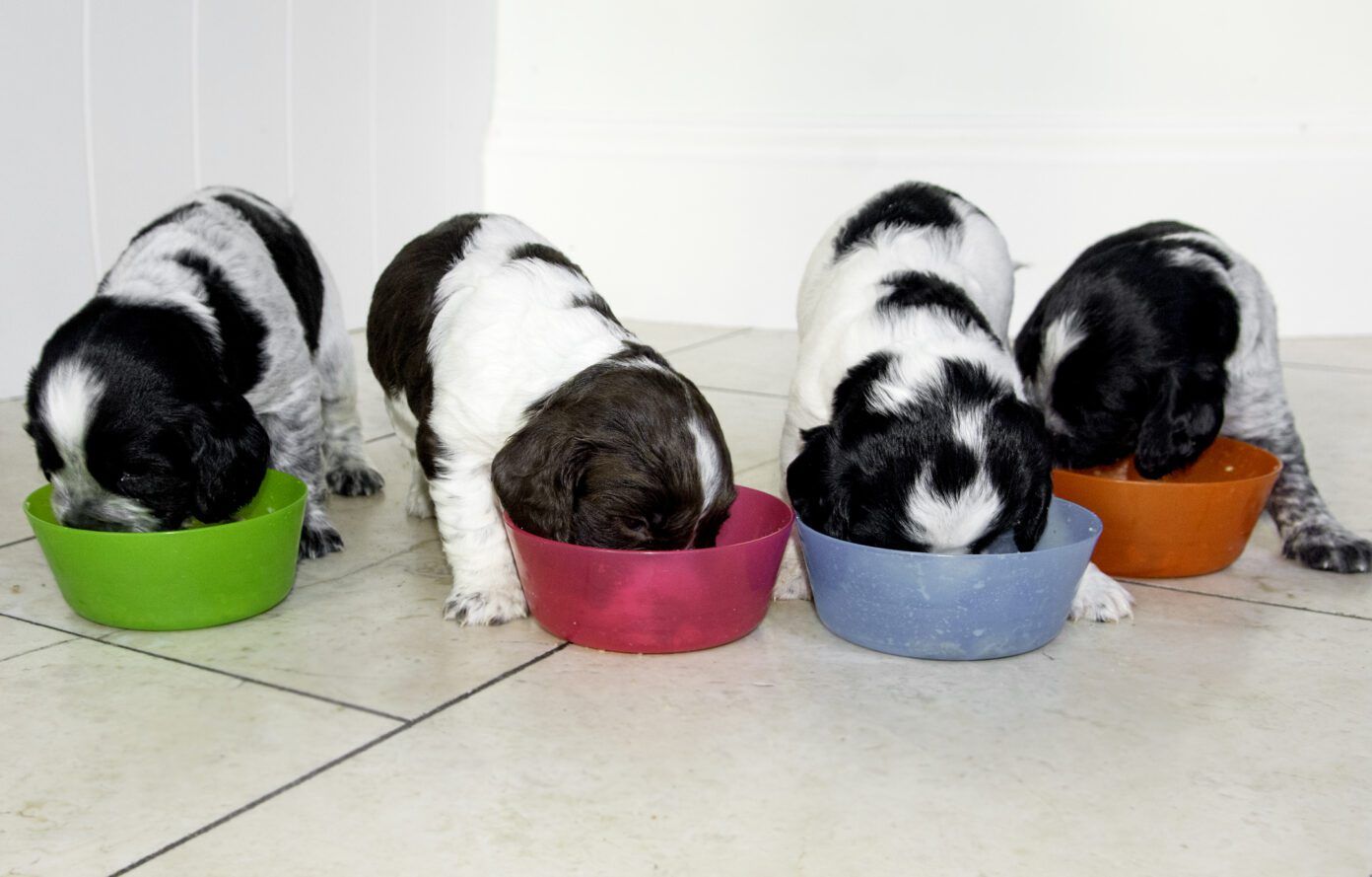 When Can Puppies Start Eating Hard Food