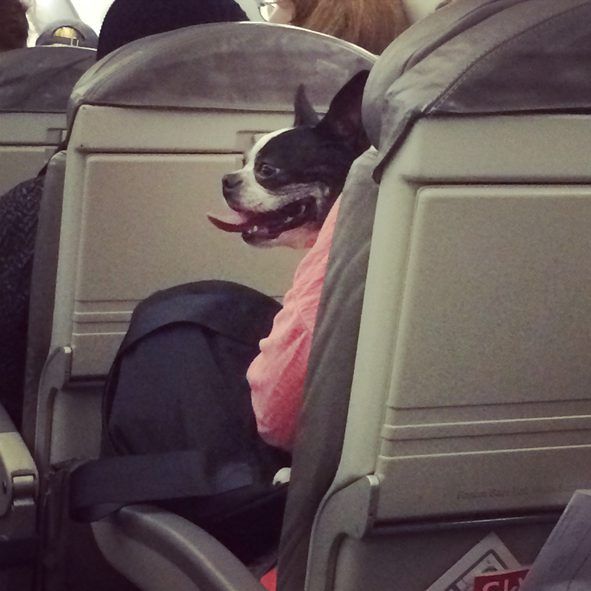 A animal rides in a cabin with their owner.