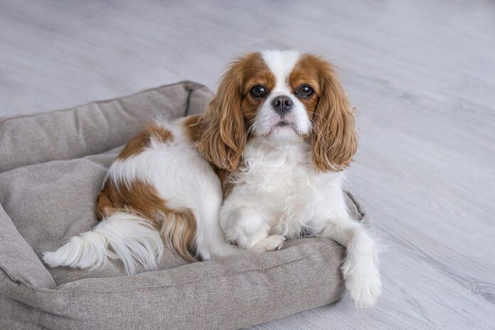 Portrait of cavalier king charles spaniel sitting on sofa The perfect dog is the one you live and love now.