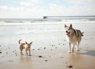 The hormones in play in spay vs neuter are different as are when they come into play.