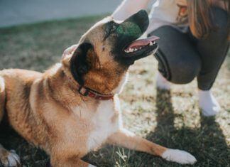 How To Help a Dog Adjust to a New Home: 5 Tips for the First Days, Weeks, and Months Helping a dog adjust to a new home is best accomplished with patience, clear guidance, and plenty of affection.