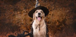 Halloween pet safety means keeping your dogs away from treats and costumes that can harm or discomfort them while involving them in the fun.
