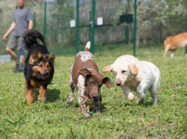 Kennel cough is very contagious and you need to keep your dog isolated until you're sure it is gone.