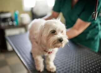 Acute Kidney Failure in Dogs: Symptoms, Causes, Diagnosis, and Treatment Renal failure in dogs can be caused by multiple conditions and requires immediate intervention.