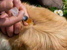 Is Neem Oil Safe for Dogs? Neem oil for dogs can help repel fleas, and other insects.