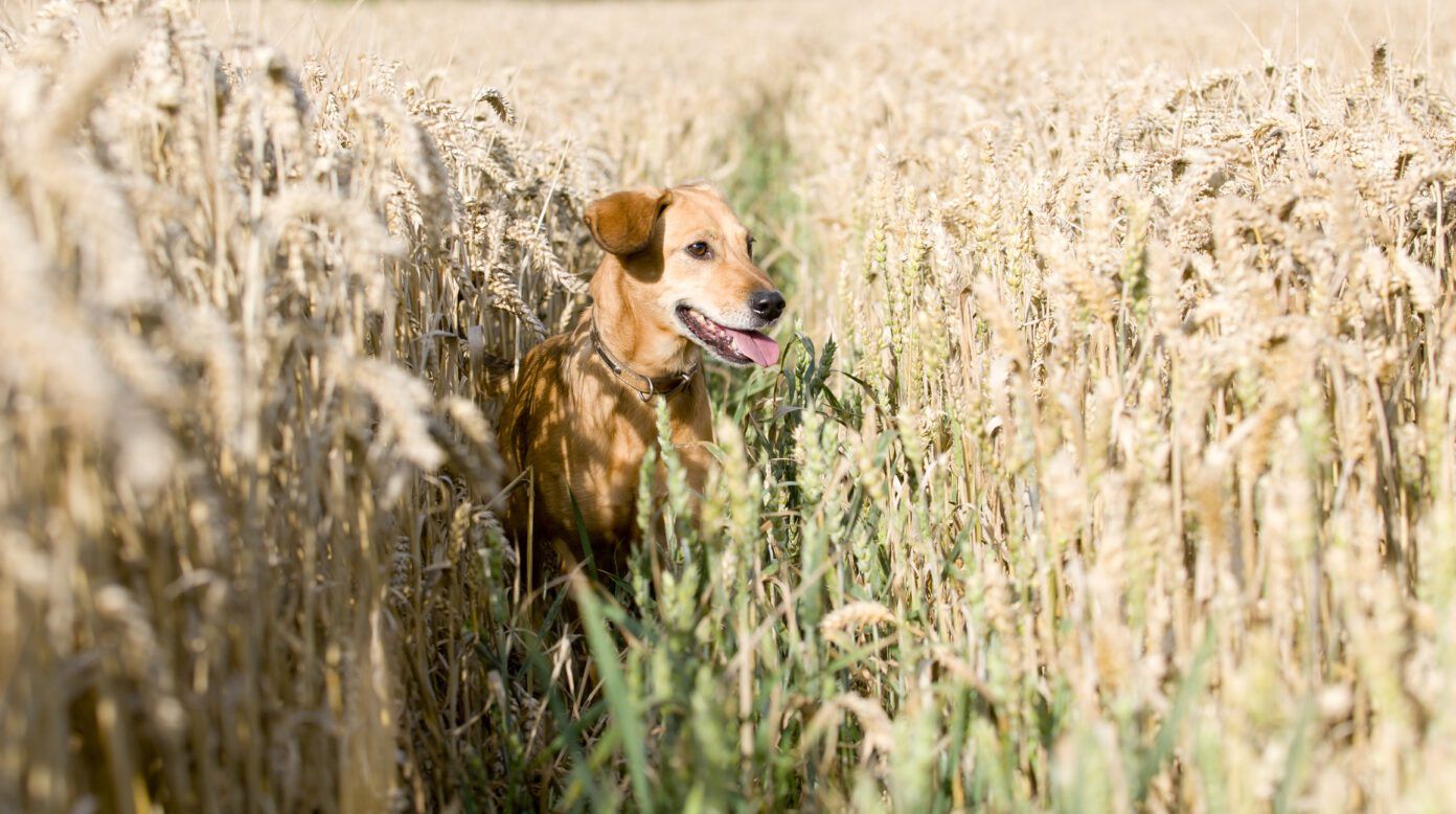 Photo inspiration: Fresh Look at Is Grain Free Good For Dogs