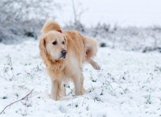 Dog Food for Urinary Health: How Diet Can Support Your Dog’s Urinary Tract Urinary dog food can help keep your dog's kidneys and bladder healthy.