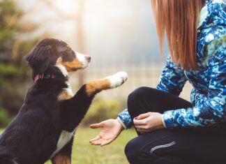 Best Dog Training Tools Dog training tools like treat pouches and tethers can make positive reinforcement a daily habit.