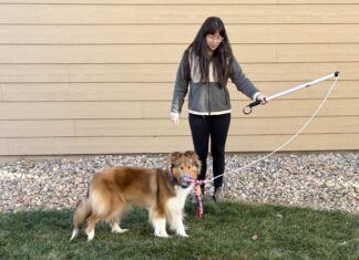Flirt poles for dogs are a great play toy that engages and exercises your dog.