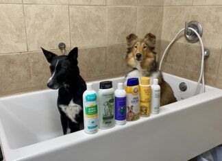 What is the best dog shampoo for odor? We tested six brands to find out.