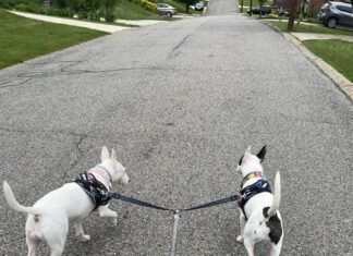 A double dog leash can be a solution for walking two dogs at the same time.