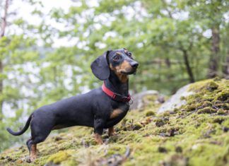 What Is IVDD in Dogs? IVDD is a disk disease that cause weakness and pain for dog.