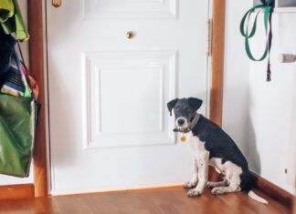 With training a dog will find ways to signal the need to go potty to their owners.