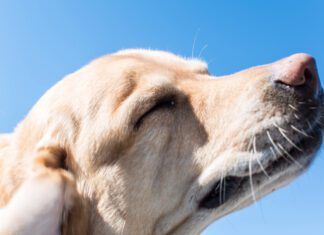 The best dog food for skin allergies depends on determining the type of allergy.