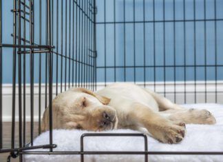 Crate Training a Puppy Crate training a puppy provides the puppy with a safe secure space of their own.