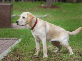 Bladder stones in dogs are a potentially serious health issue.