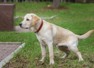 What Causes Bladder Stones in Dogs? Bladder stones in dogs are a potentially serious health issue.