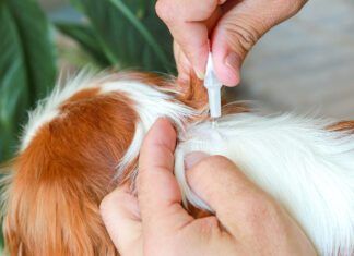 Do Mosquitos Bite Dogs? Mosquitos can bite dogs, and mosquitos are a vector for many canine diseases.