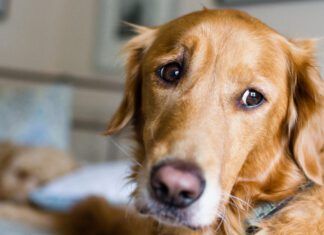 Helping a dog with separation anxiety starts with recognizing the problem.