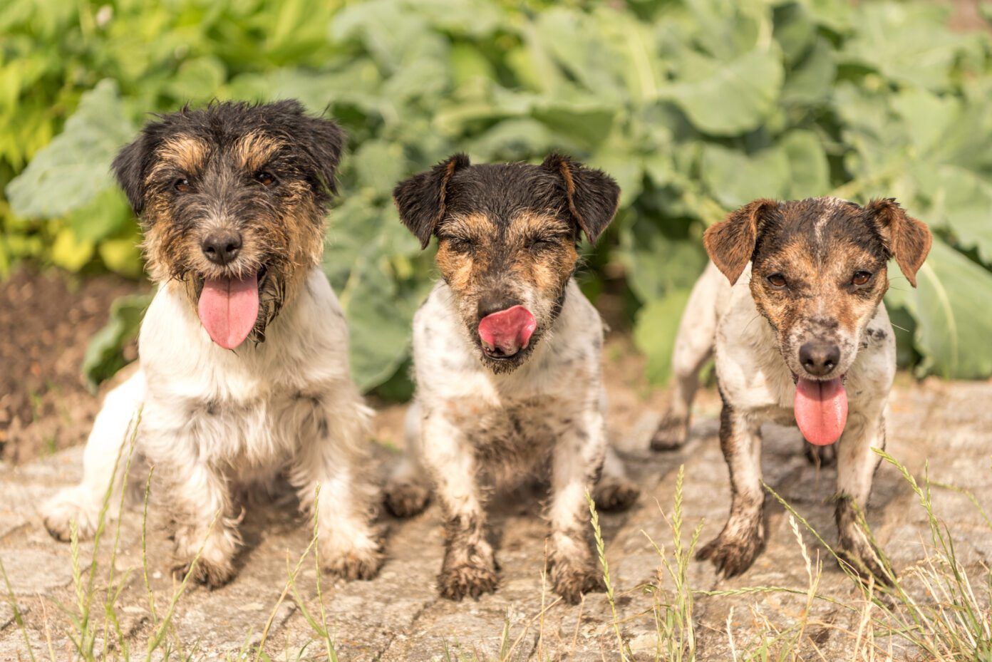 How Do Dogs Get Worms? - Whole Dog Journal