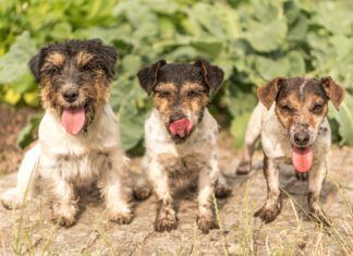 How Do Dogs Get Worms? These three pups are happy, but dirty and are at risk of contracting worms.