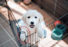 Leaving Your New Puppy How long can you leave a puppy alone? Not long.