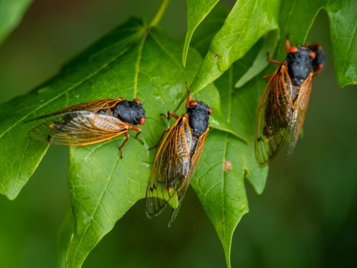 Close-up of insects on leaf,Fort Harrison State Park,United States,USA Dogs can eat cicadas, but they shouldn't do so in large numbers.
