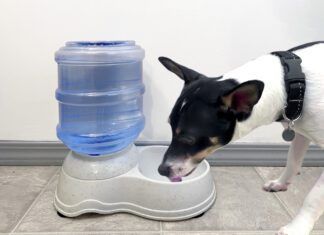 Best Dog Water Fountains The best dog water fountains can help ensure your dogs is continually well hydrated.