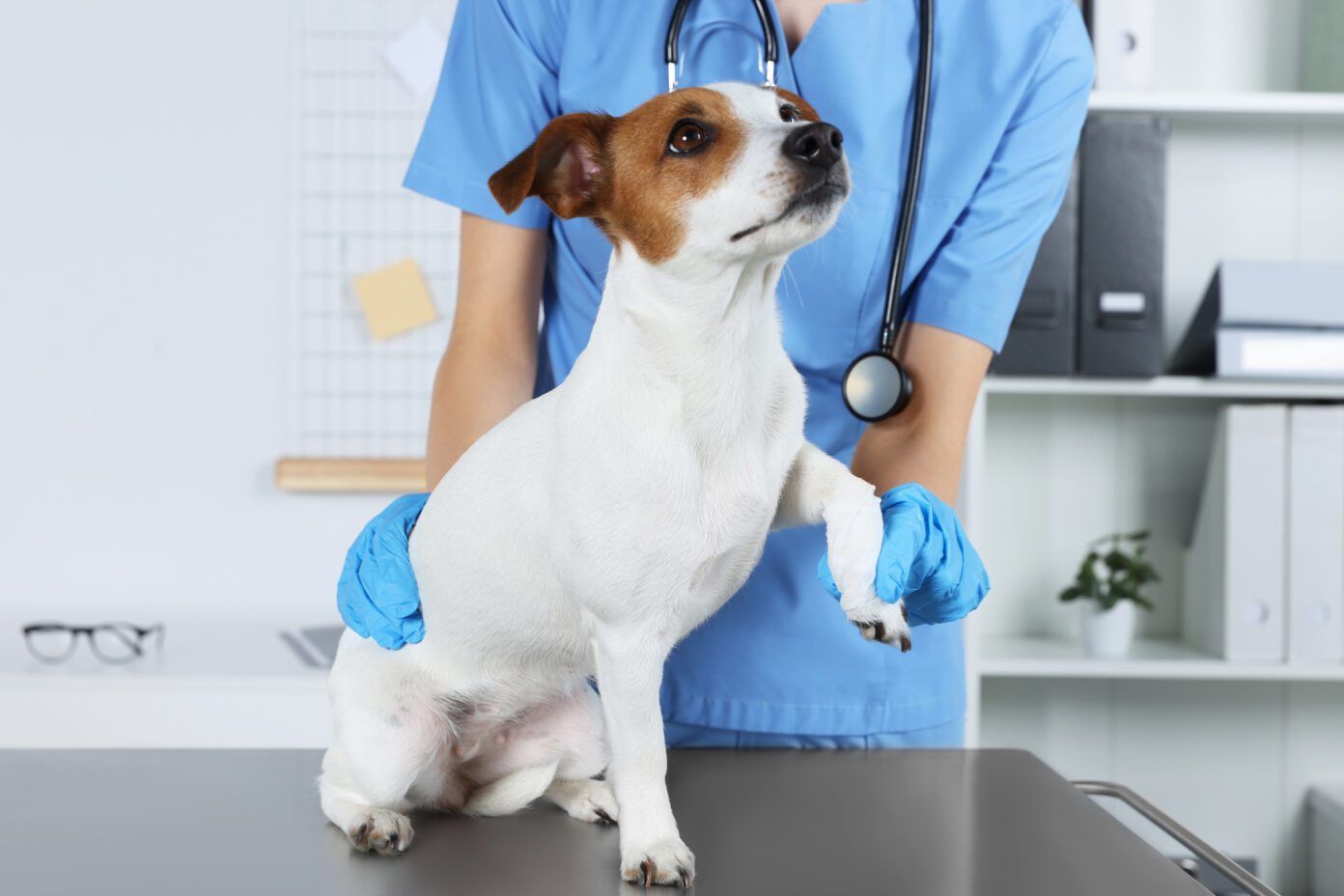 Pain Medications for Dogs - Ask A Vet