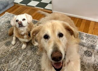 An aging dog is at greater risk for injury due to slipping or jumping.