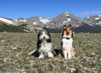 Teaching a dog to sit is more than just a trick. It provides a way to calm and shelter dogs.