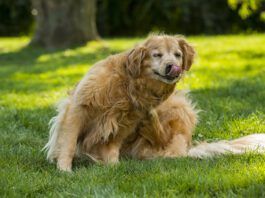 How to Spot Fleas Before They Infest Your Dog When is flea season? It can be all year round if you don't stay up to date on flea treatments.