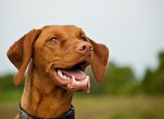 Does Your Dog Need Dental Insurance? Dog dental insurance isn't really necessary for young dogs, but many dogs develop dental issues by their 3rd year.