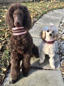 A poodle and a doodle dog stand side by side looking at the camera.
