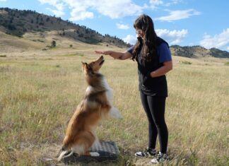 How To Bond With Your Dog Play and training are both how you bond with your dog.