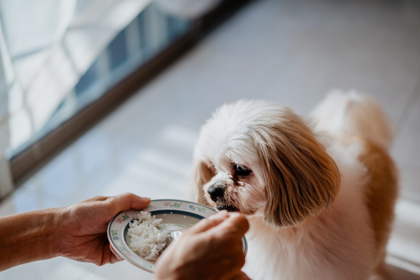 Picture of Is Chicken and Rice Good for a Dog? - Whole Dog Journal