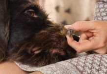Burrs on dogs can be painful as well as uncomfortable and require some care to remove.