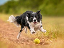 MSM for Dogs MSM for dogs is a supplement that can help dogs maintain their joint health as they age.